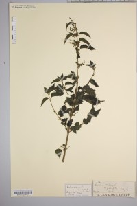oxford herbarium specimen urtica dioica