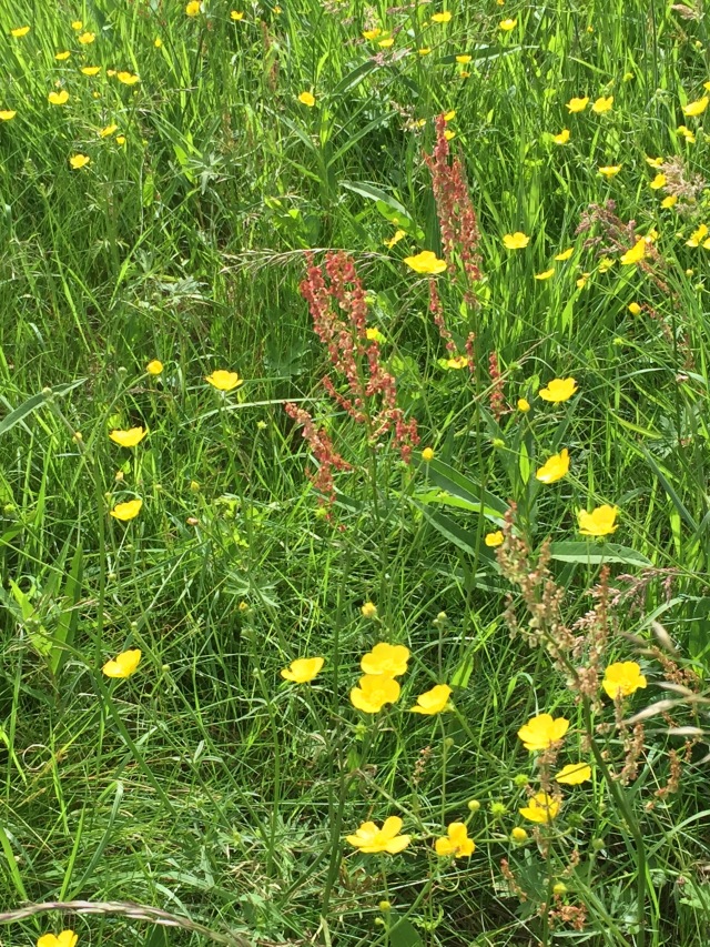 Warneford meadow